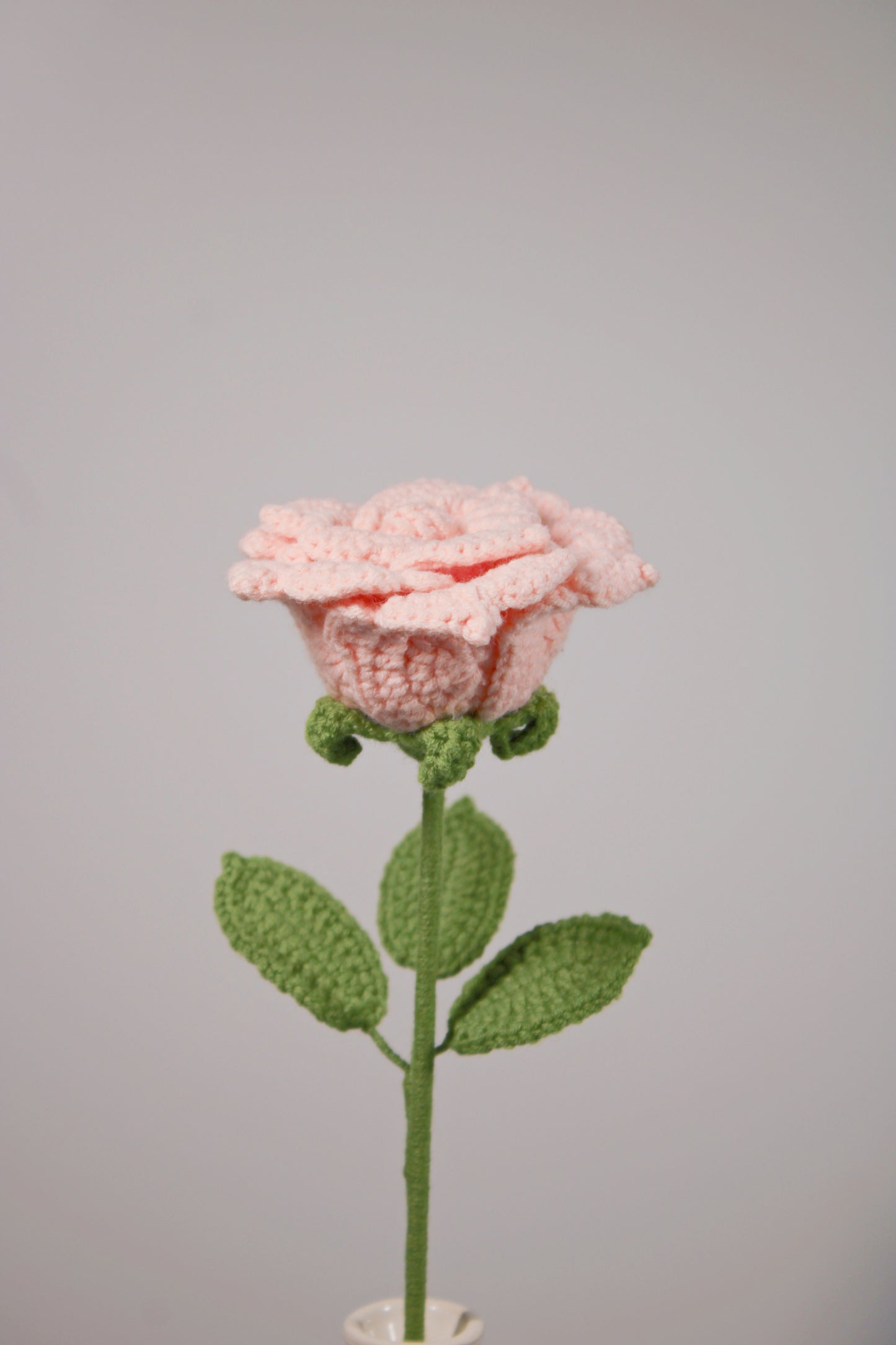 Duchess of Cambridge Rose | Red Rose