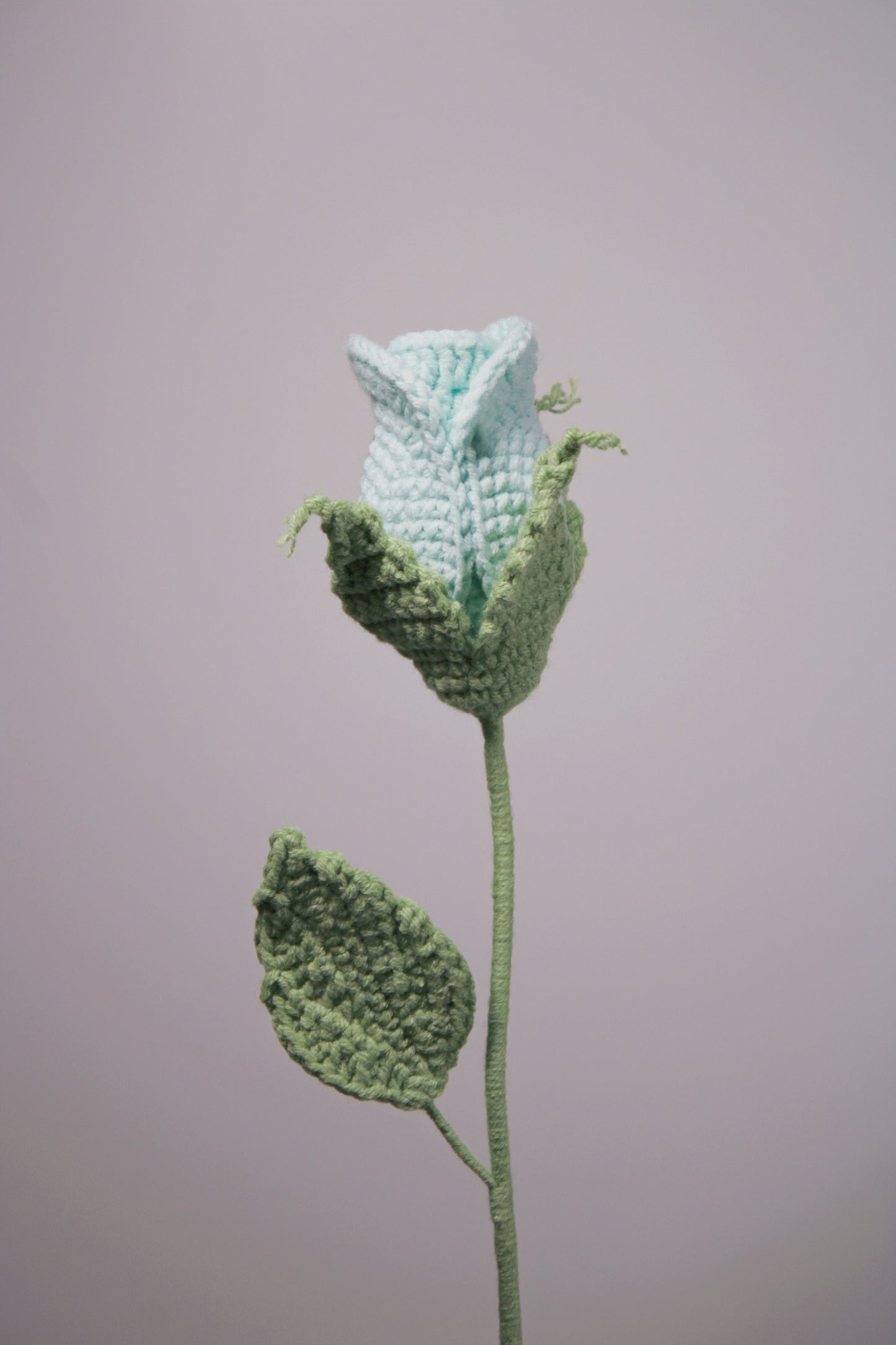 Miniature Rose | Blue Rose