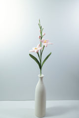 Renanthera Orchid