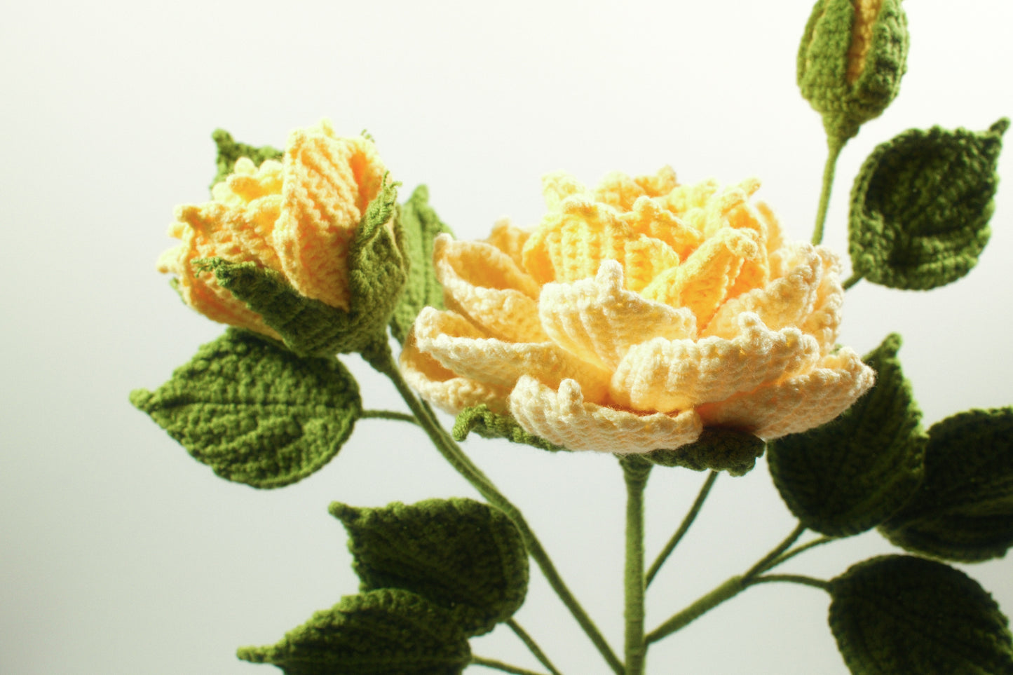 Peony Anthemy
