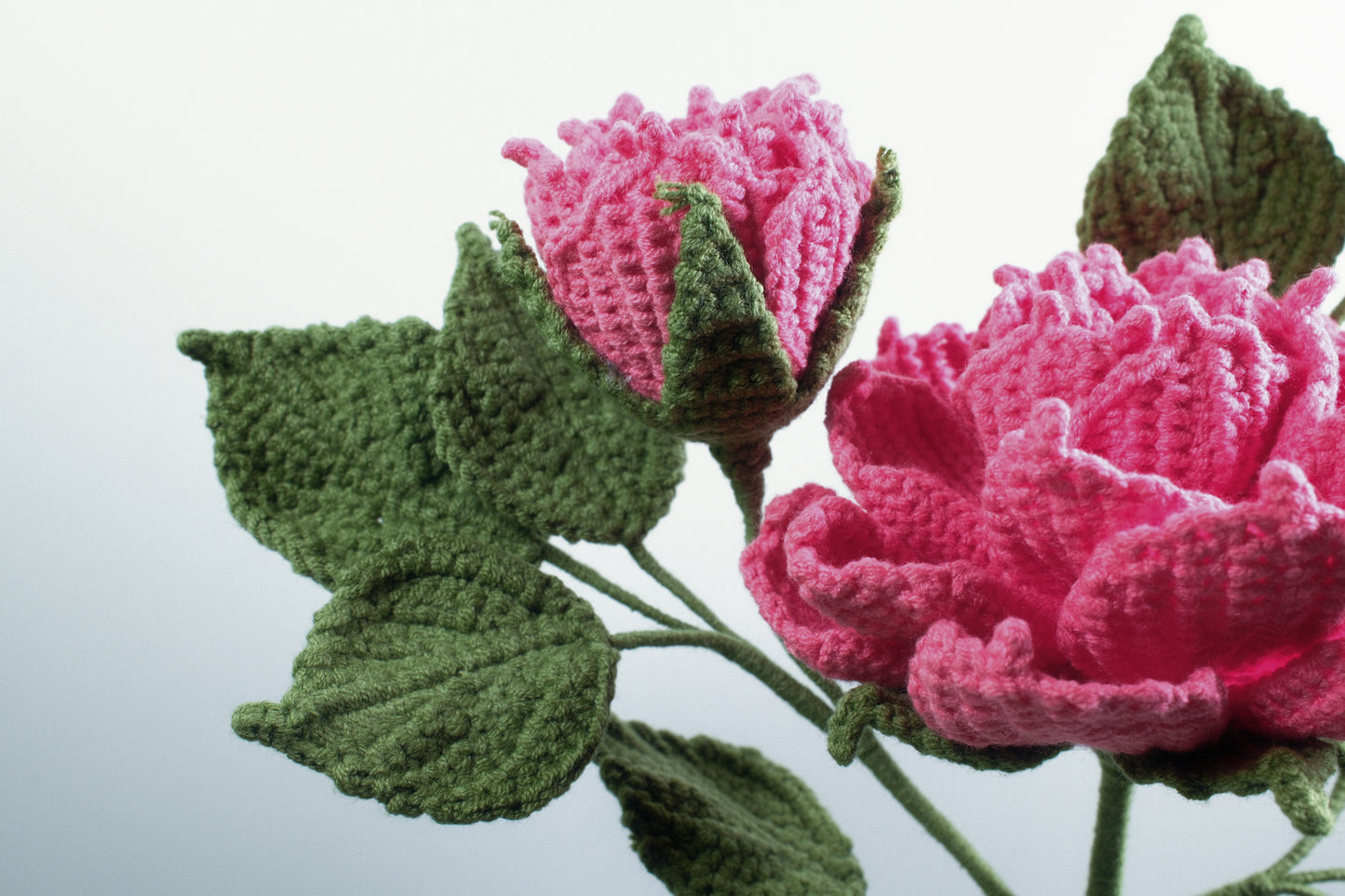 Peony Anthemy