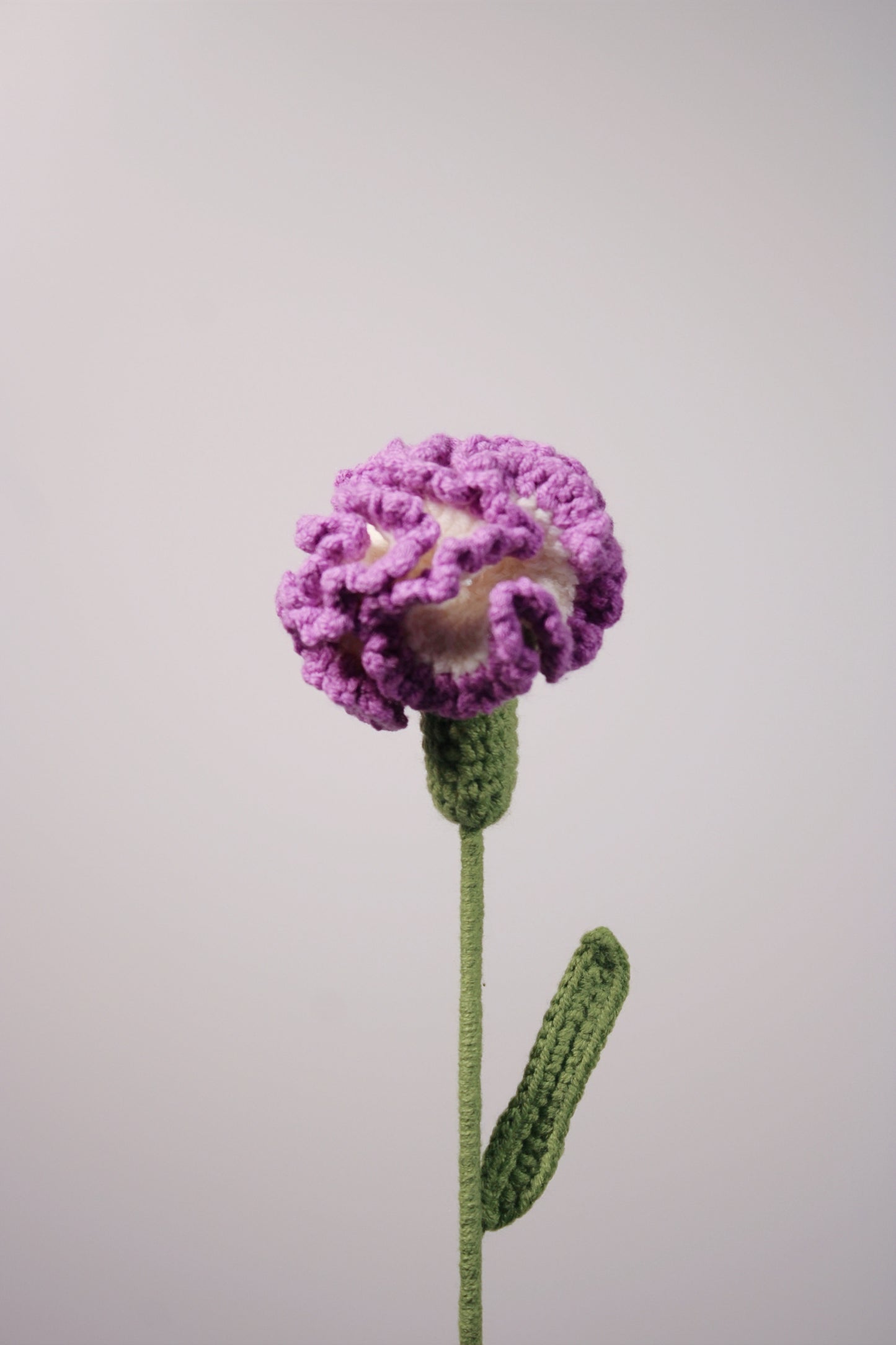 Carnation | Clove Pink