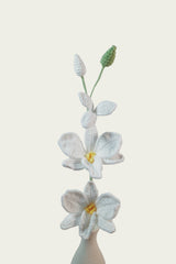 Dendrobium Orchid