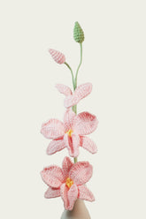 Dendrobium Orchid