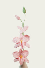 Dendrobium Orchid