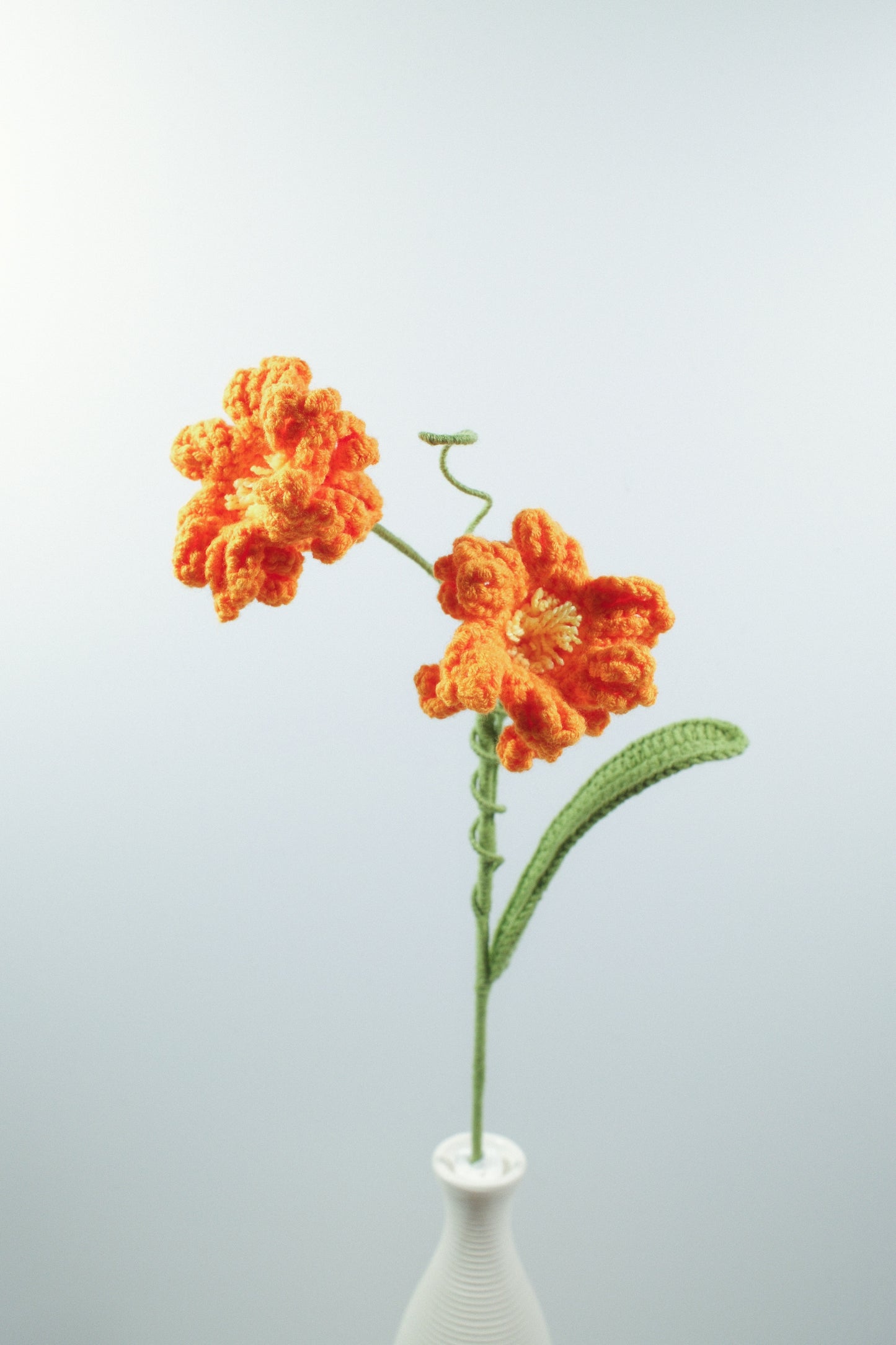 Peruvian Daffodil