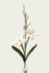 Renanthera Orchid