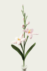 Renanthera Orchid
