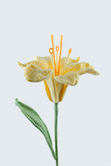 Alstroemeria Hybrida