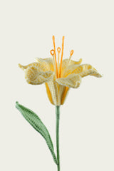 Peruvian Lily