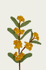 Osmanthus