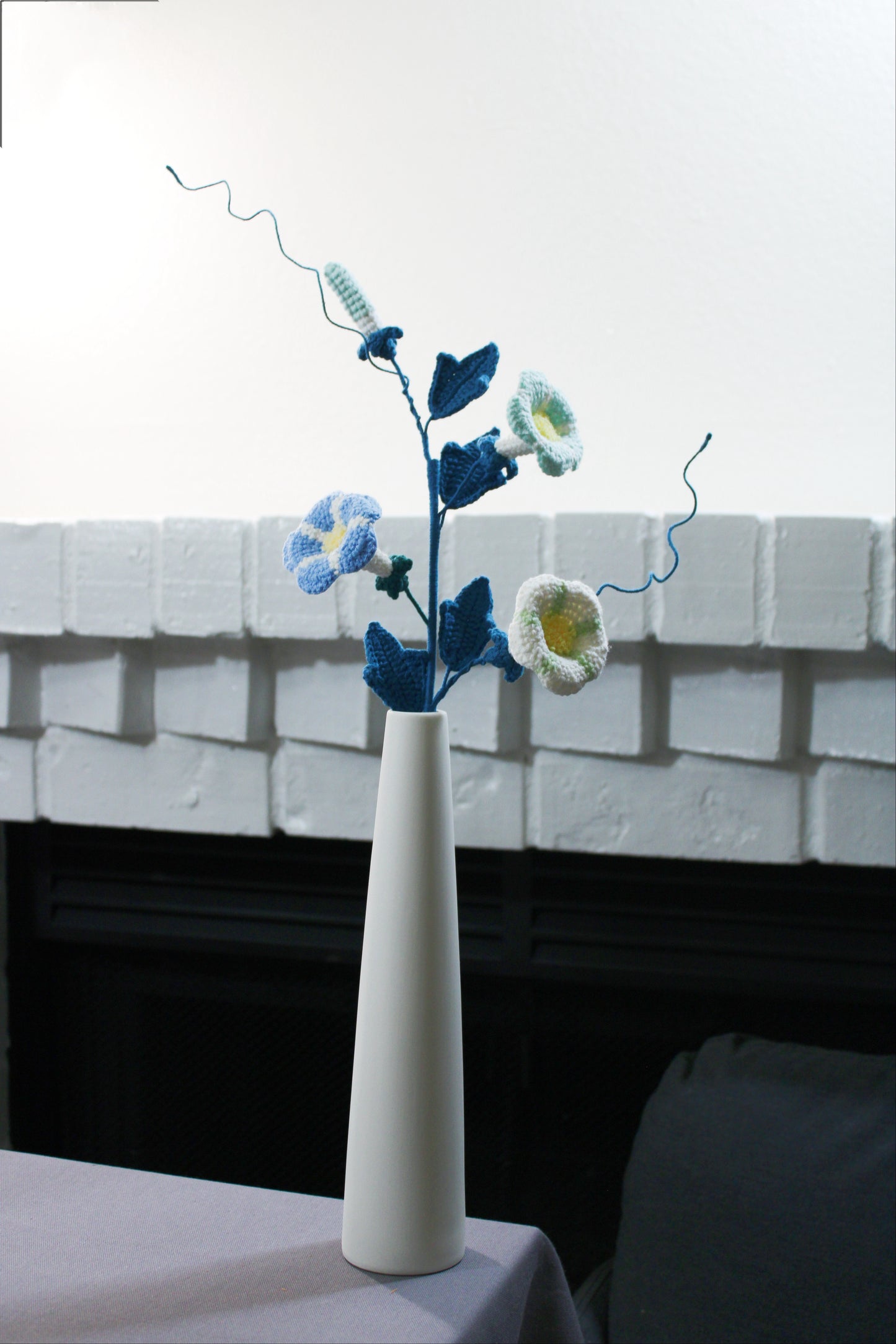 Convolvulus | Morning Glory