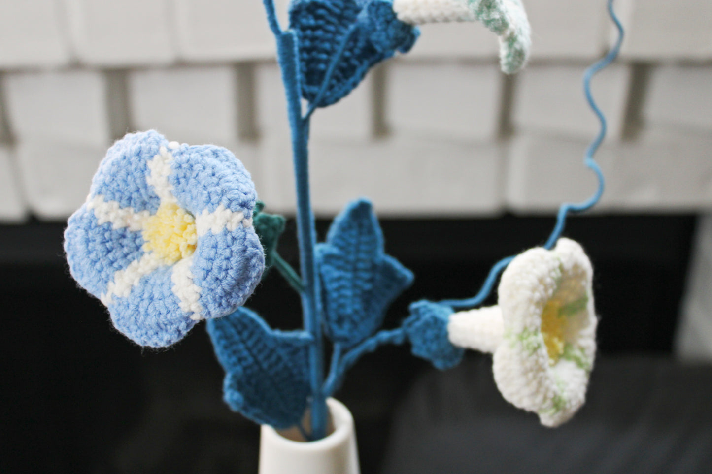 Convolvulus | Morning Glory