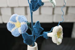 Convolvulus | Morning Glory