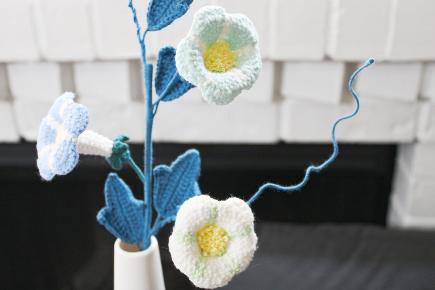 Convolvulus | Morning Glory