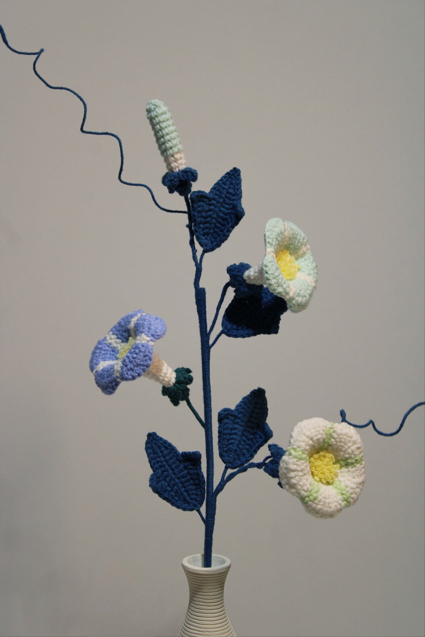 Convolvulus | Morning Glory