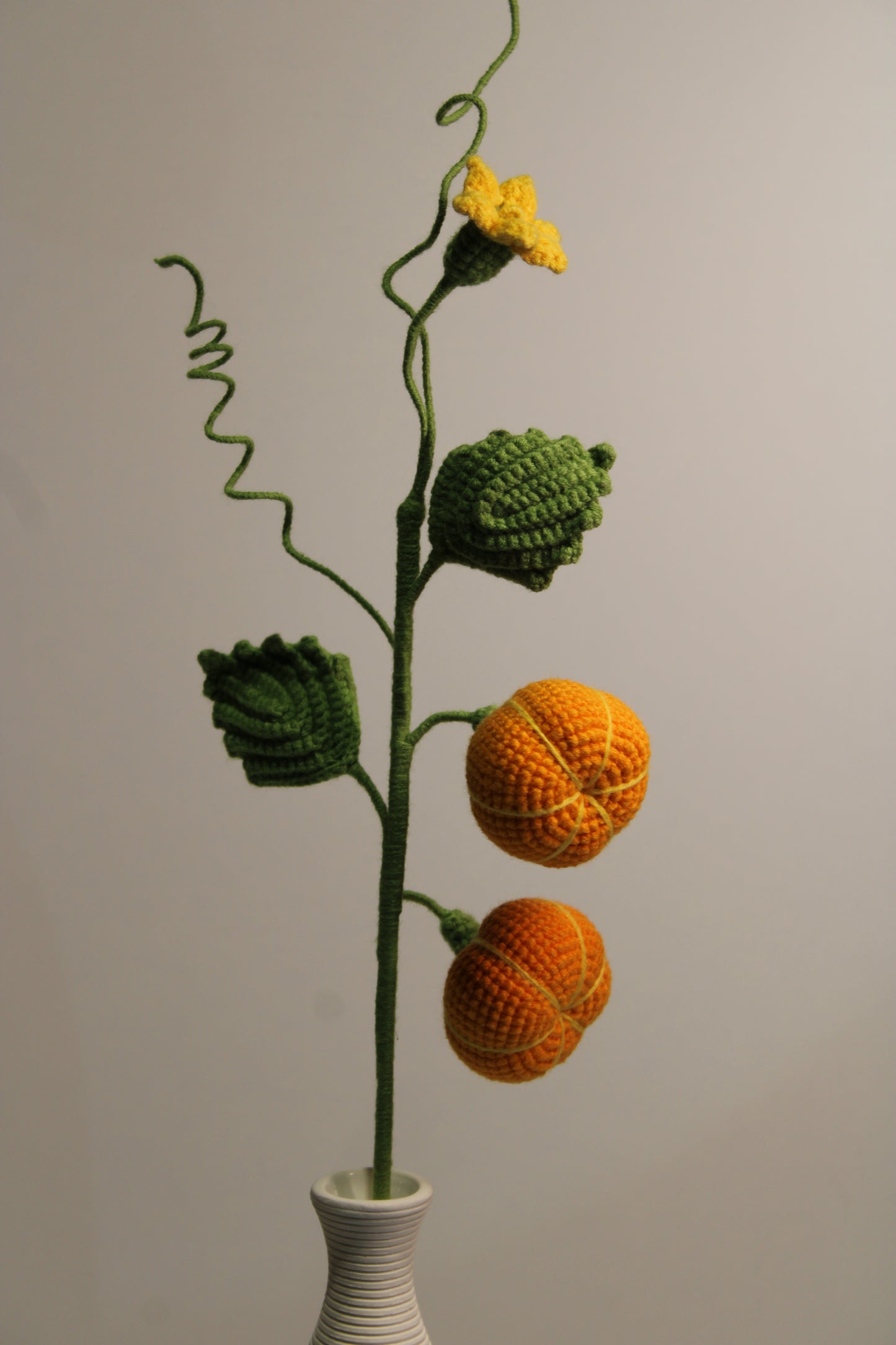 Pumpkin Flower | Pumpkin Vine