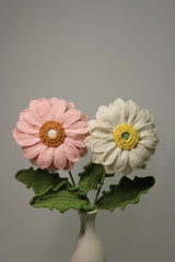 Gerbera | Gerbera Jamesonii