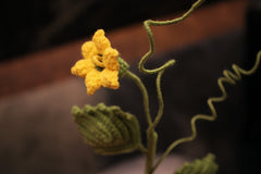 Pumpkin Flower | Pumpkin Vine