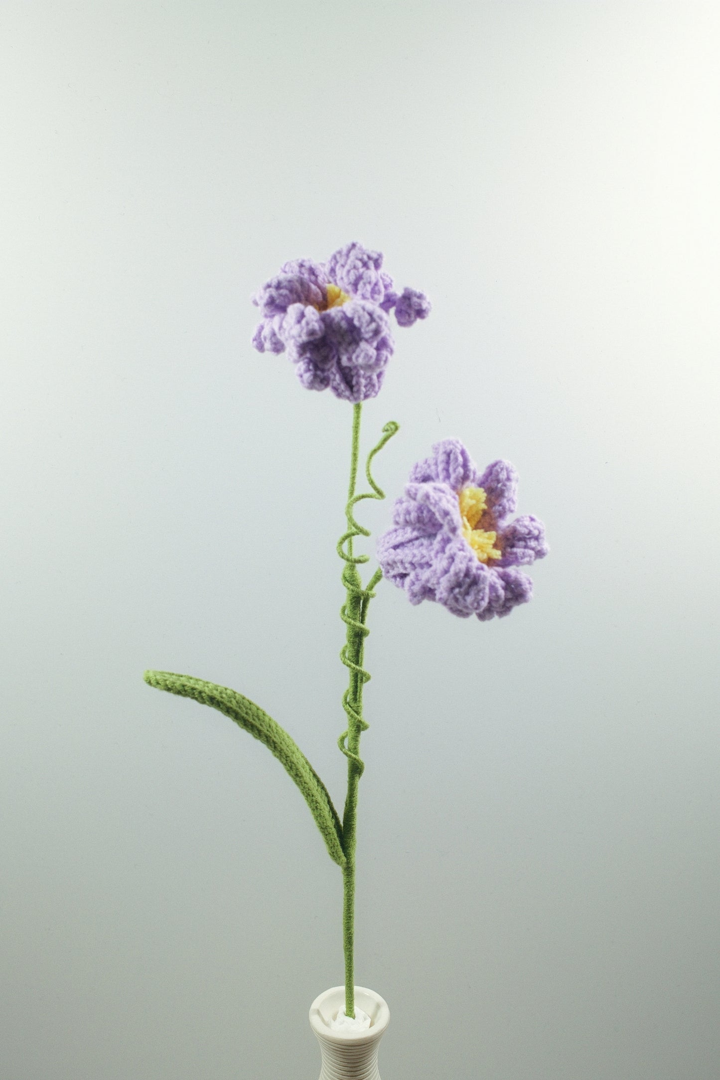 Peruvian Daffodil