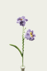 Peruvian Daffodil