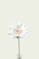 Gerbera Daisy