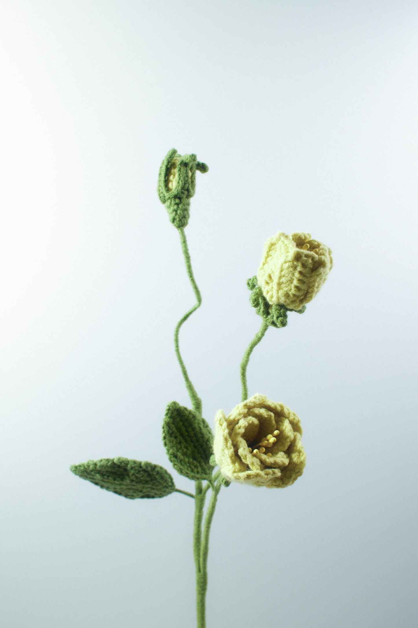 Small Gardenia