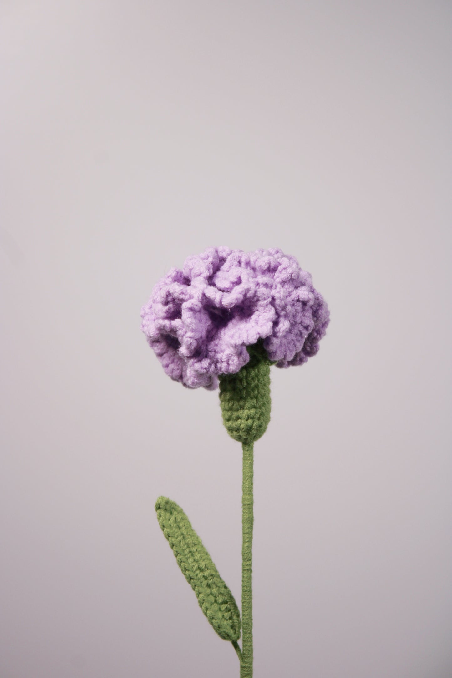 Carnation | Clove Pink