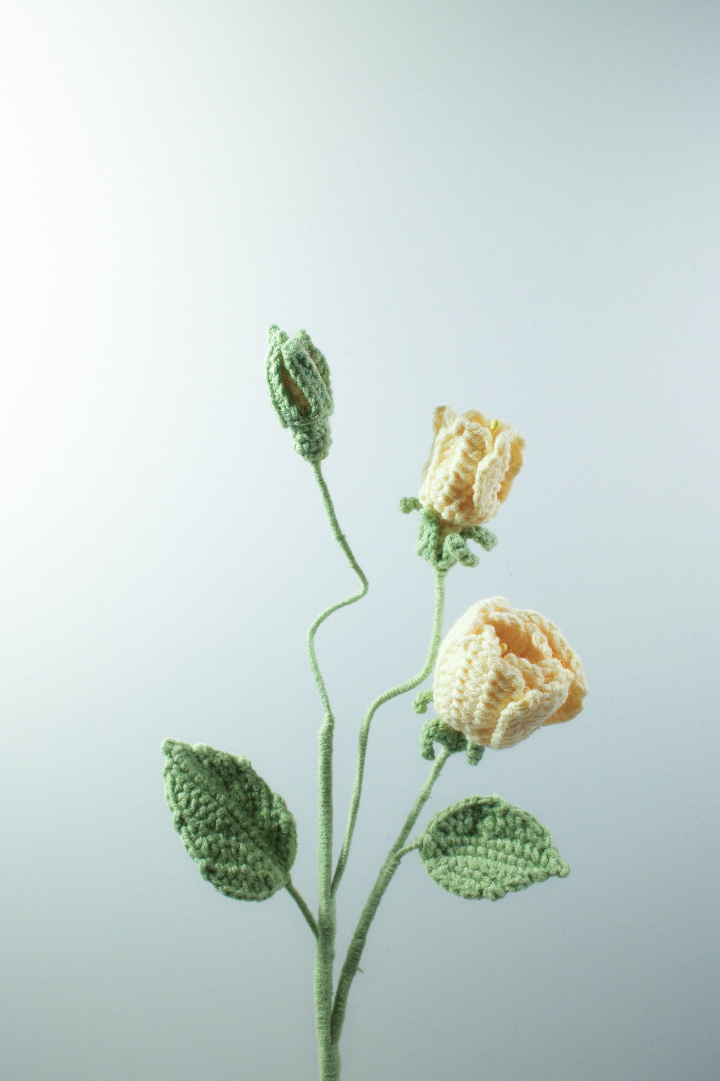 Small Gardenia