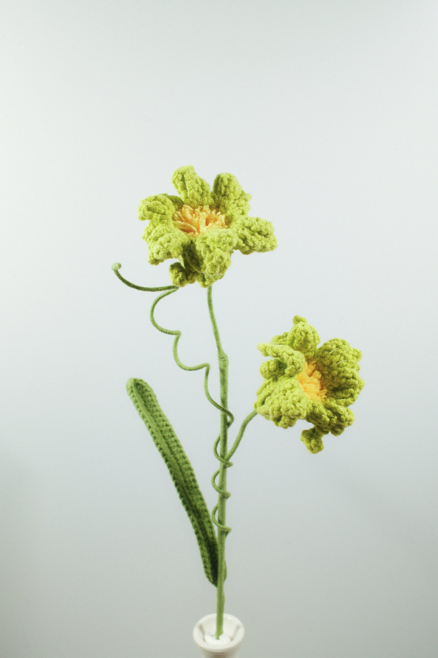 Peruvian Daffodil