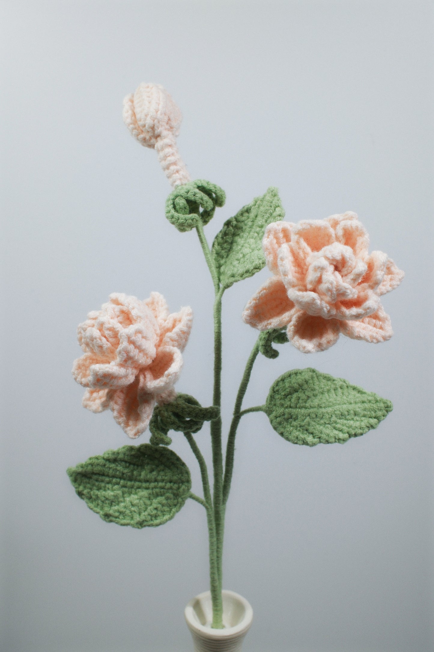 Gardenia