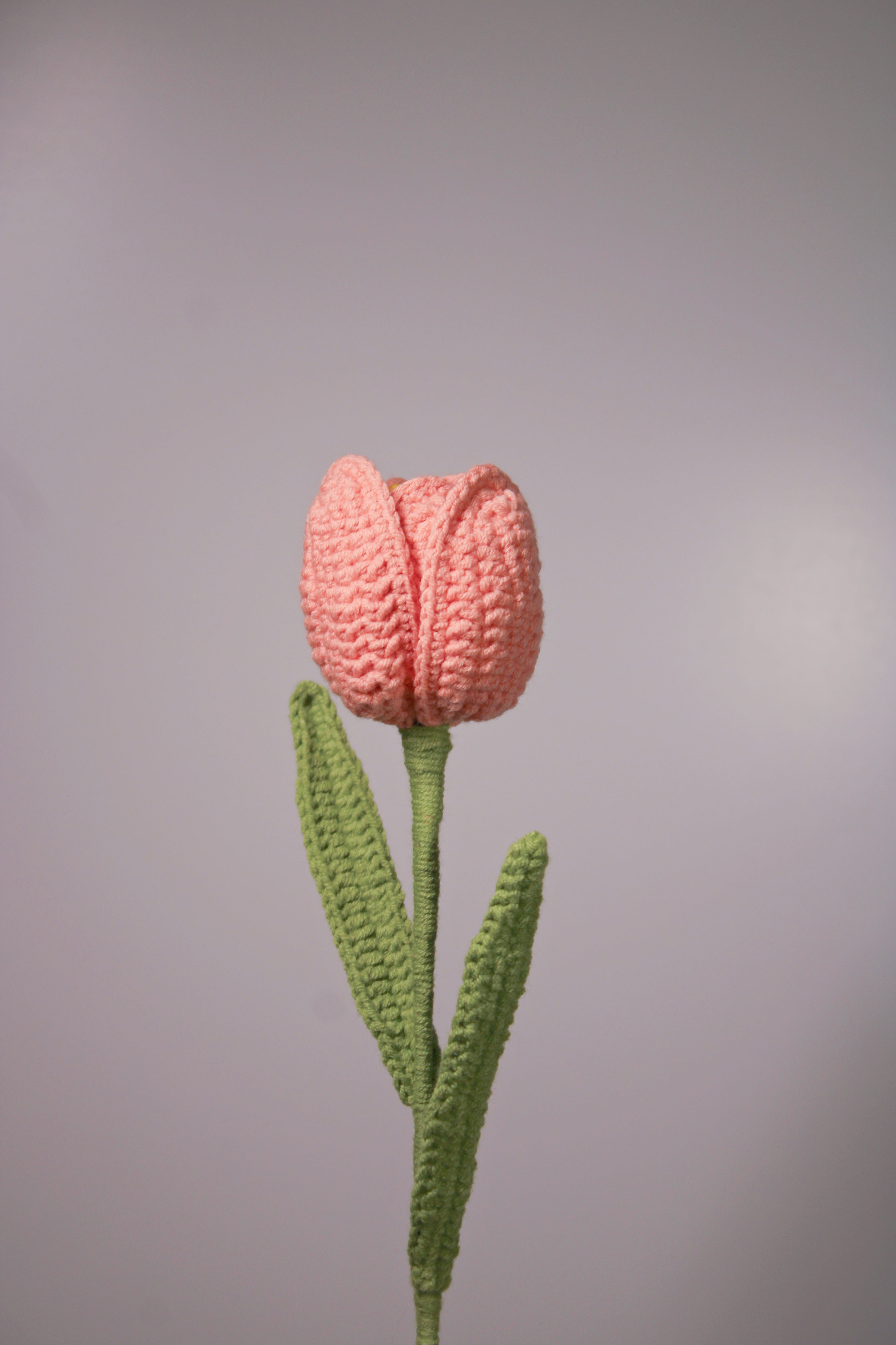 Tulip | Rainbow-colored Flower