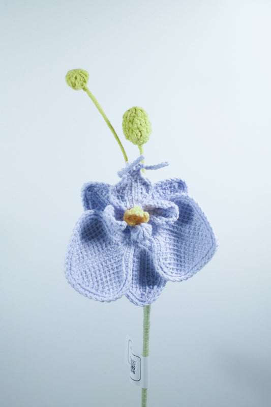Phalaenopsis