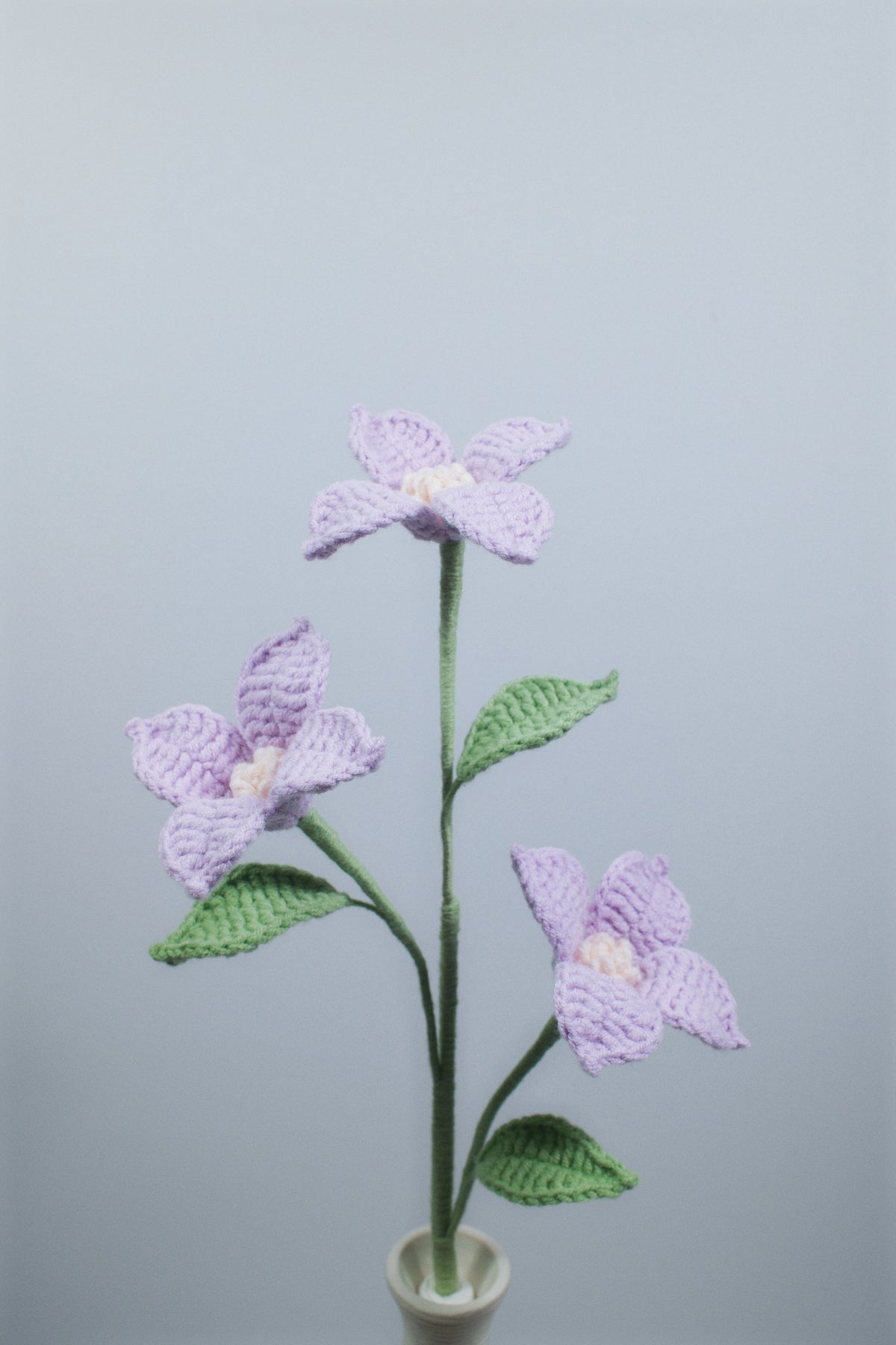 Torenia