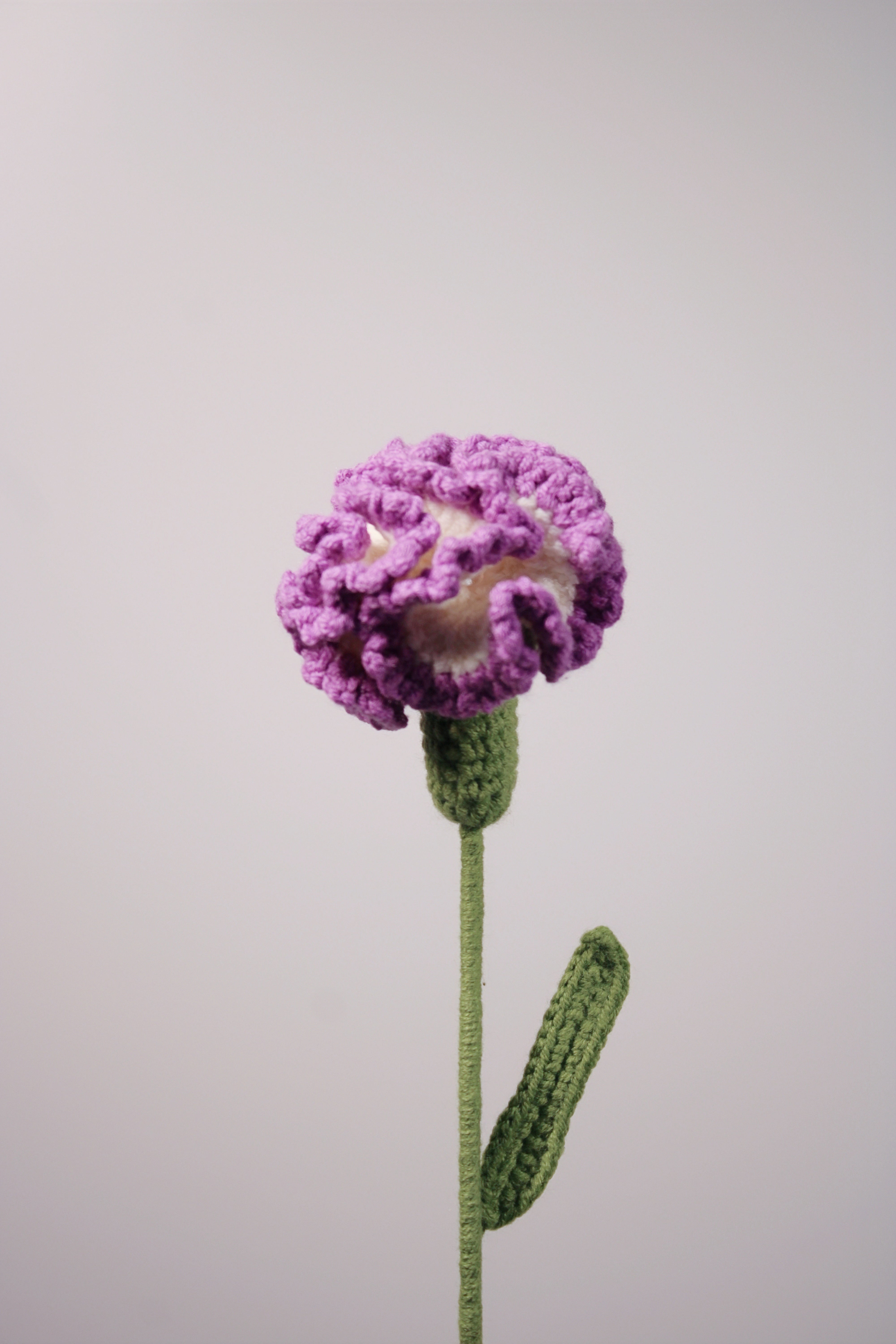 Carnation | Clove Pink