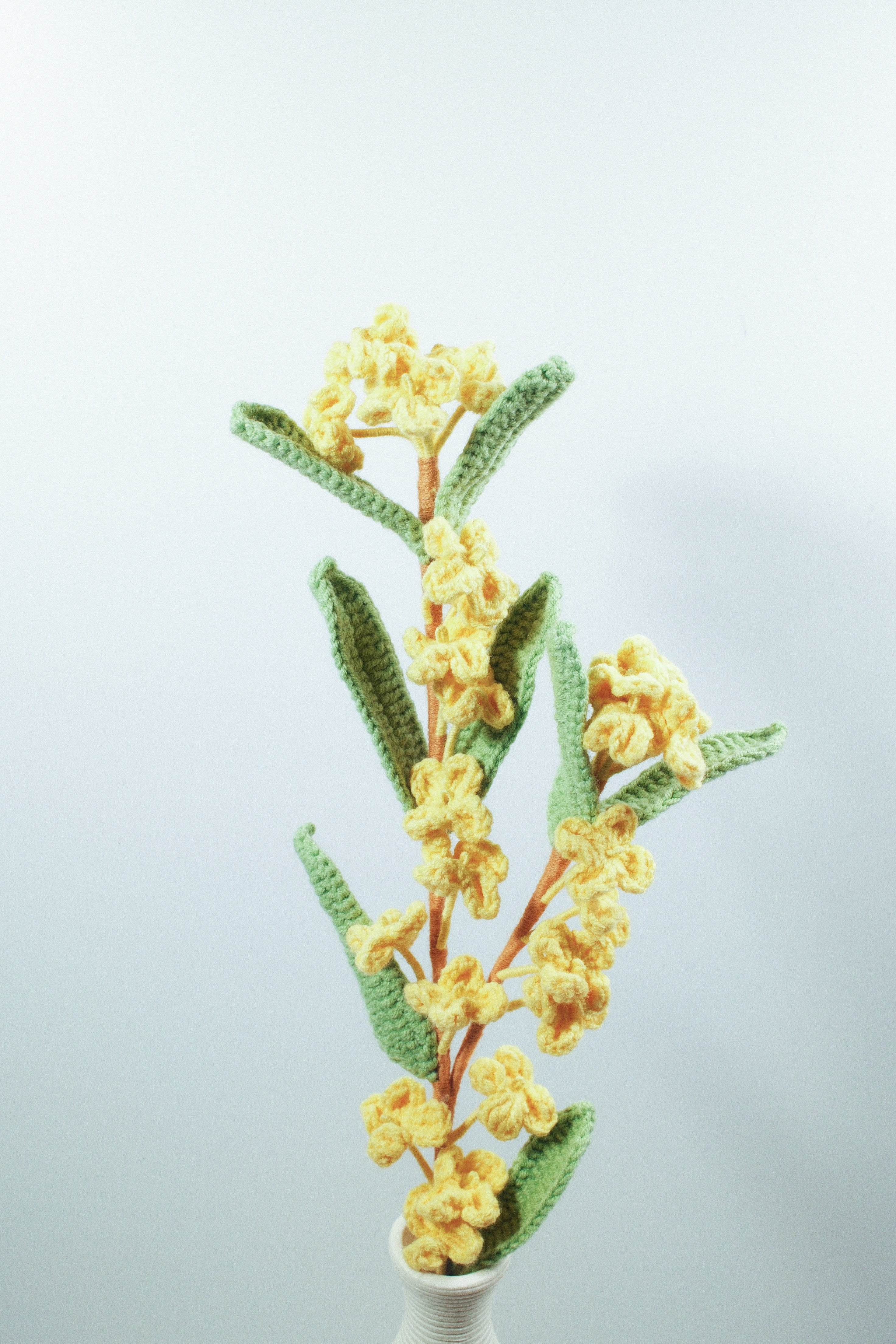 Winter Jasmine