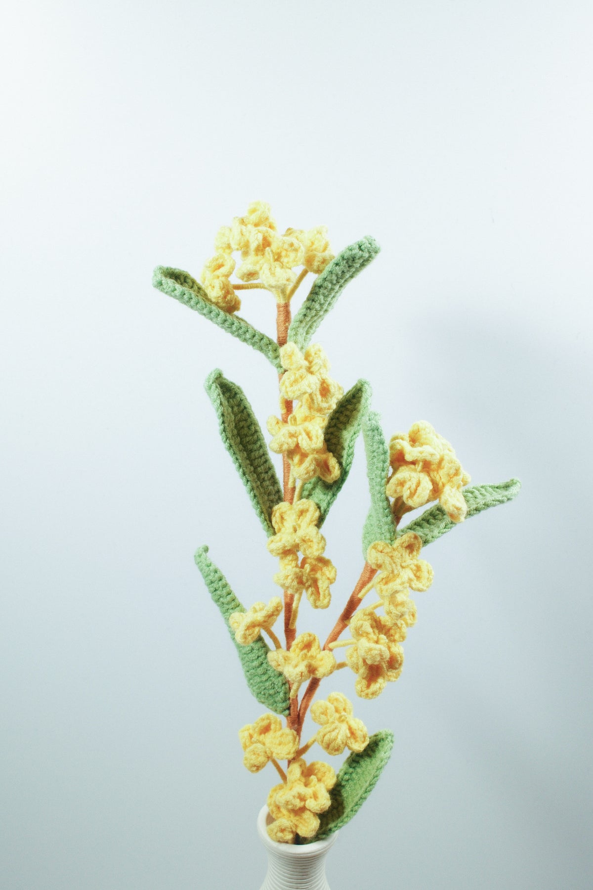 Winter Jasmine
