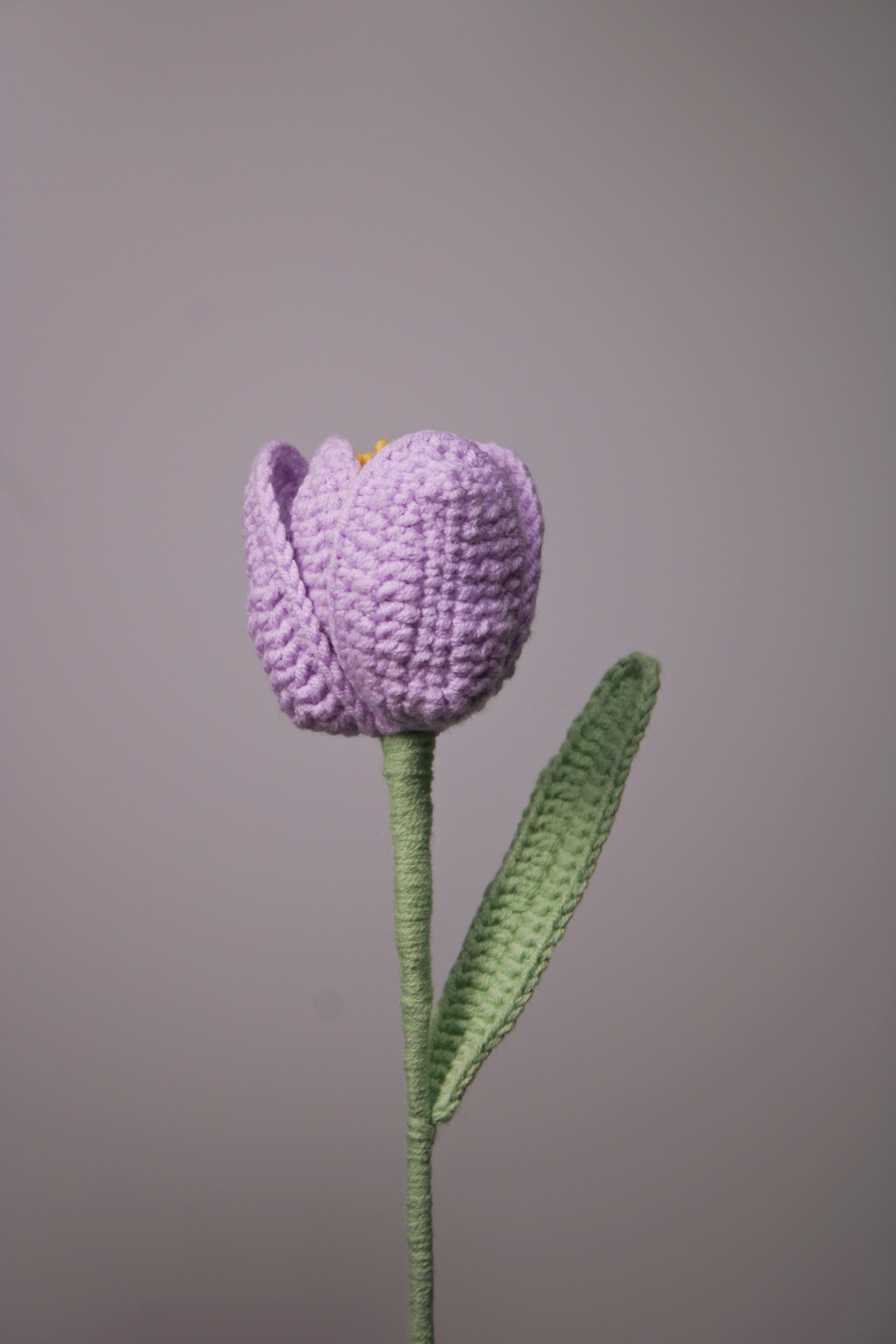 Tulip | Rainbow-colored Flower