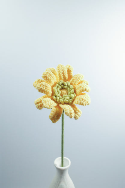 Gerbera Jamesonii