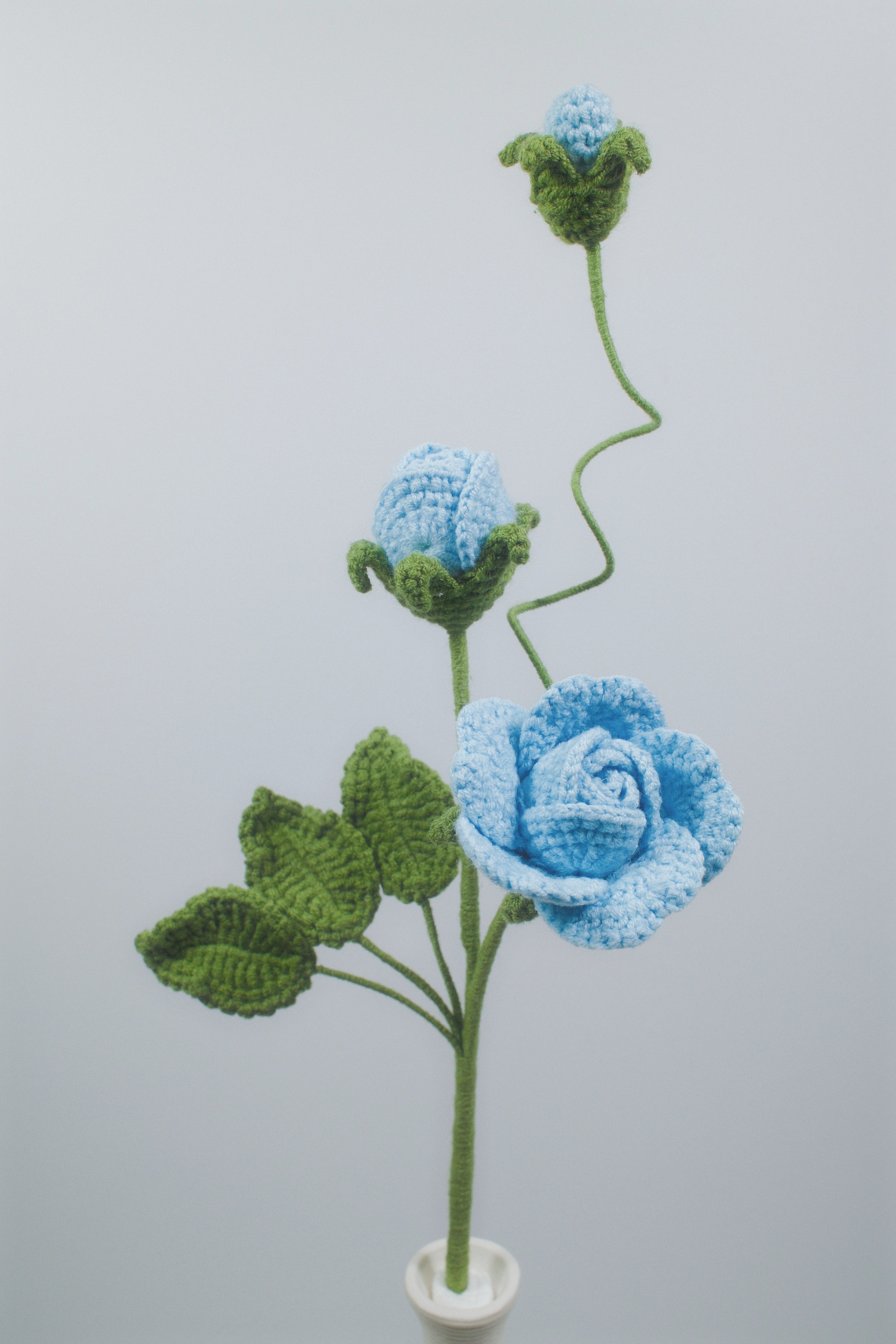 Geranium