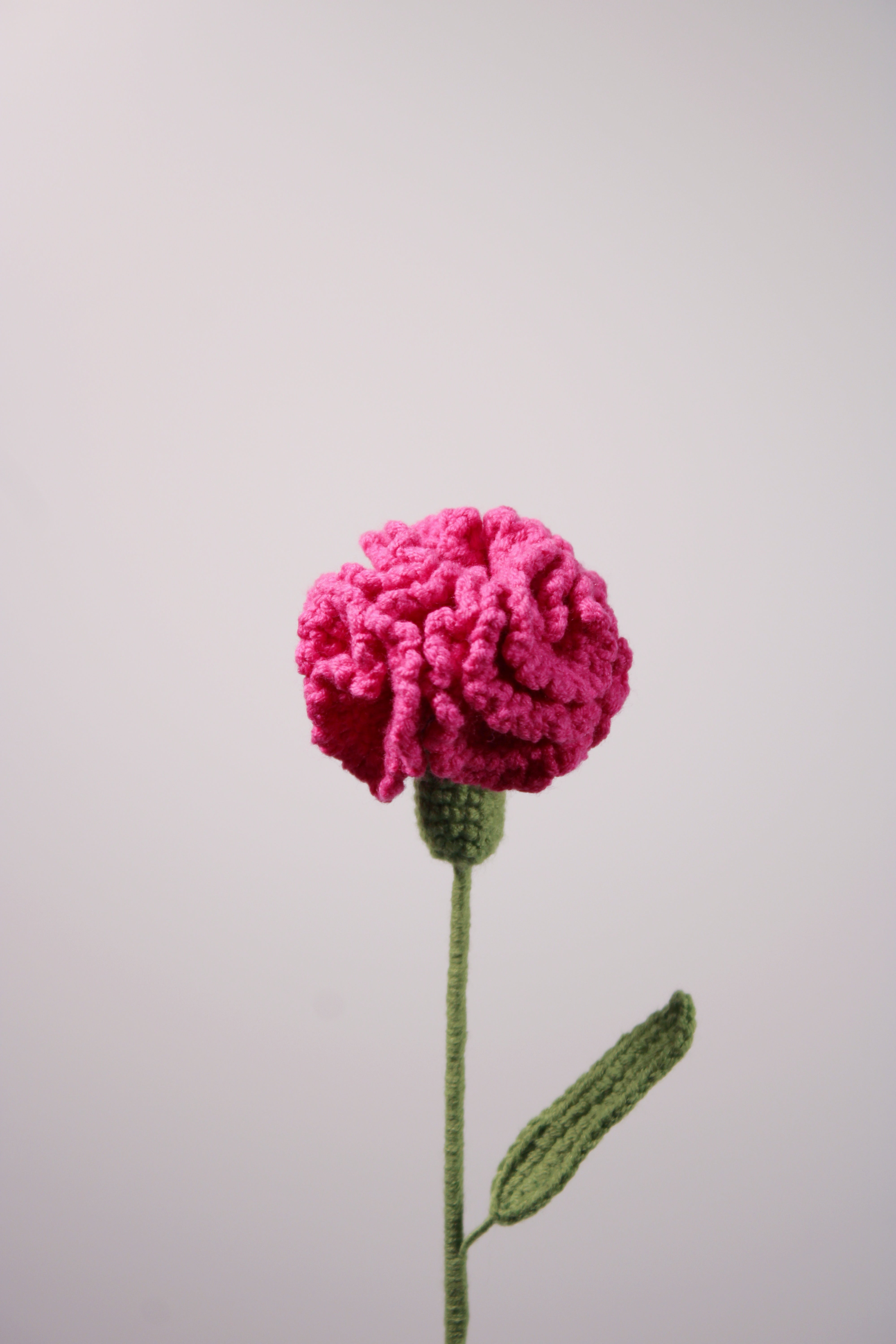 Carnation | Clove Pink