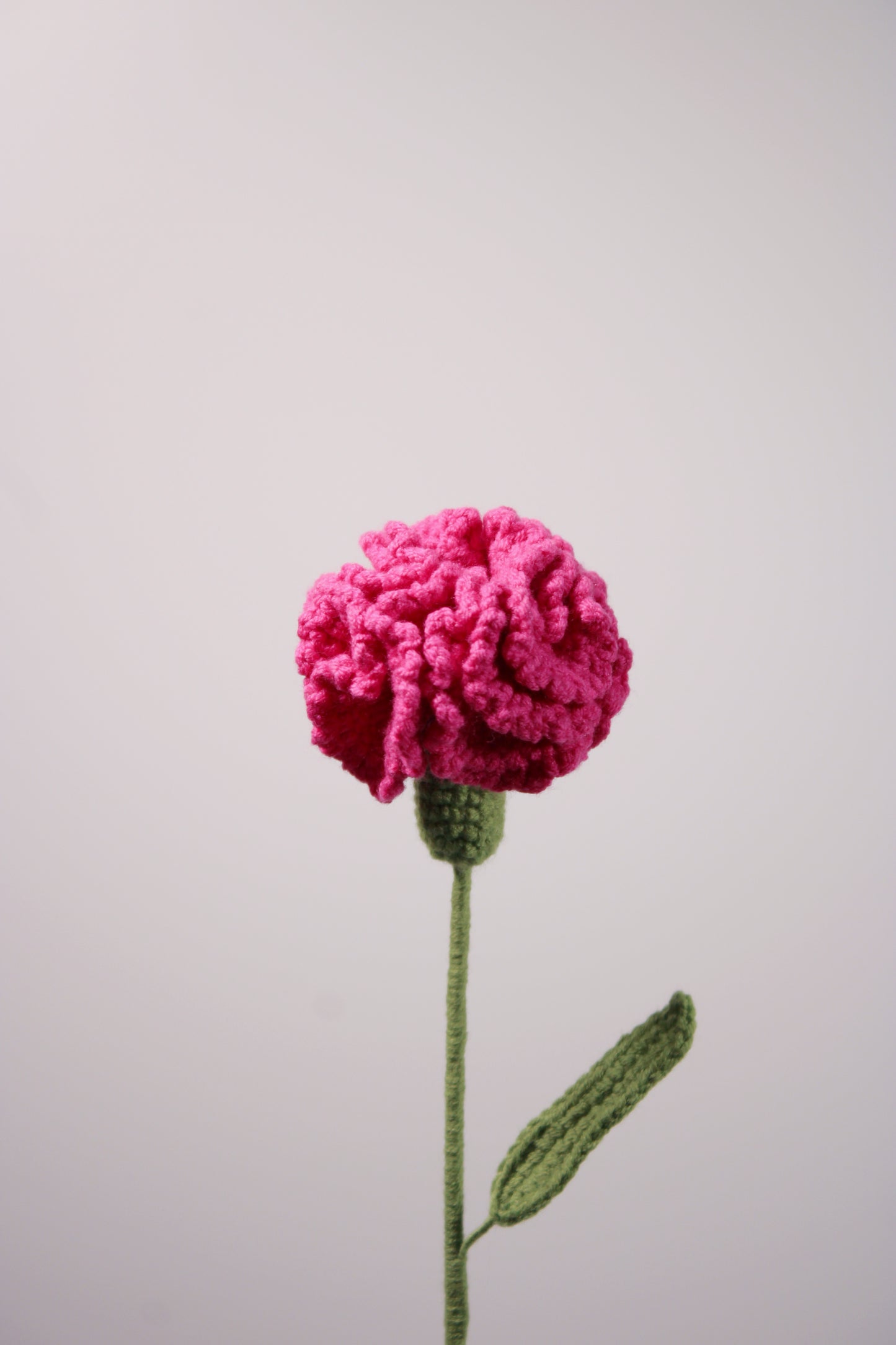 Carnation | Clove Pink