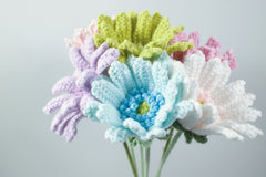 Gerbera Daisy