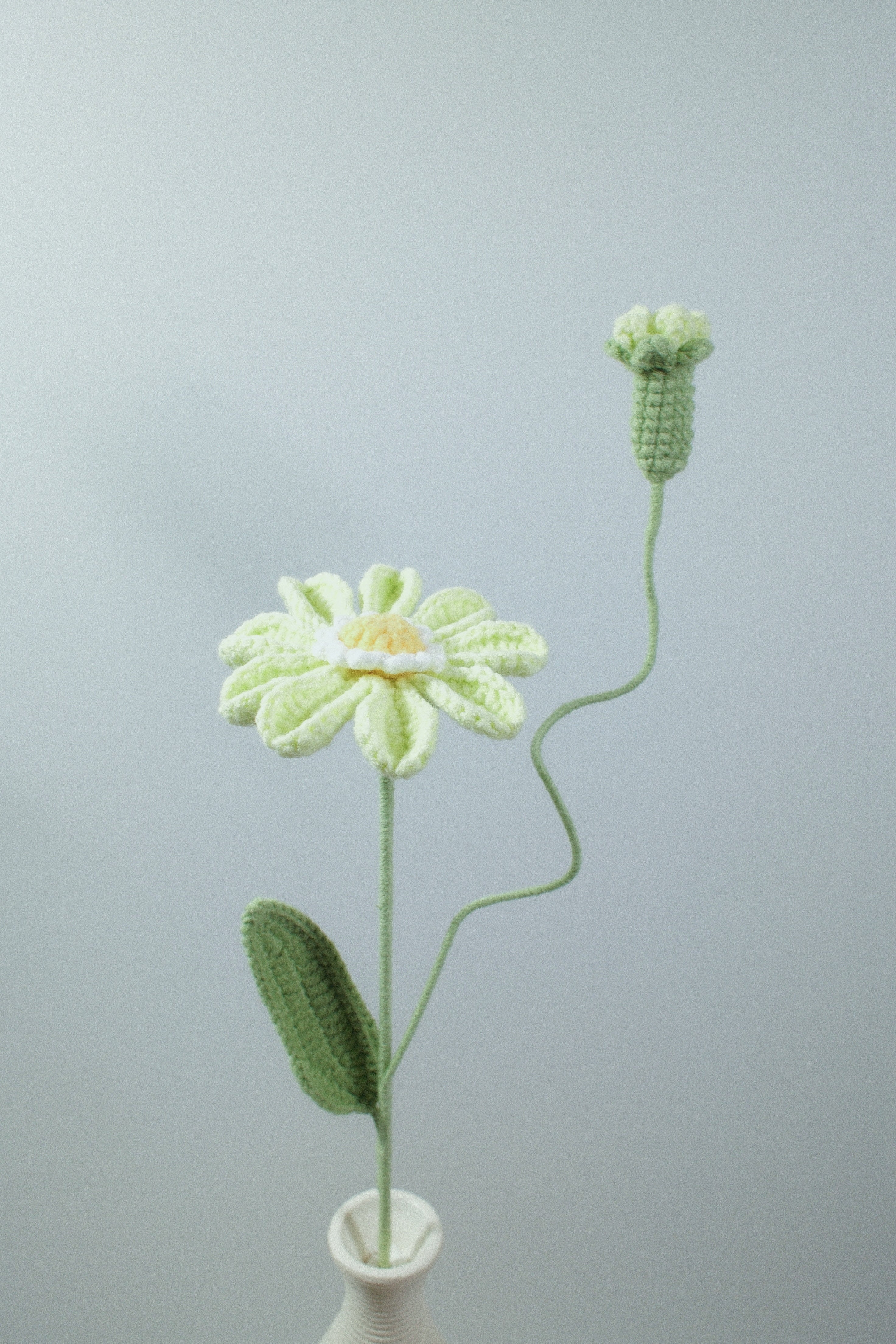 Zinnia | Single-layered Petals