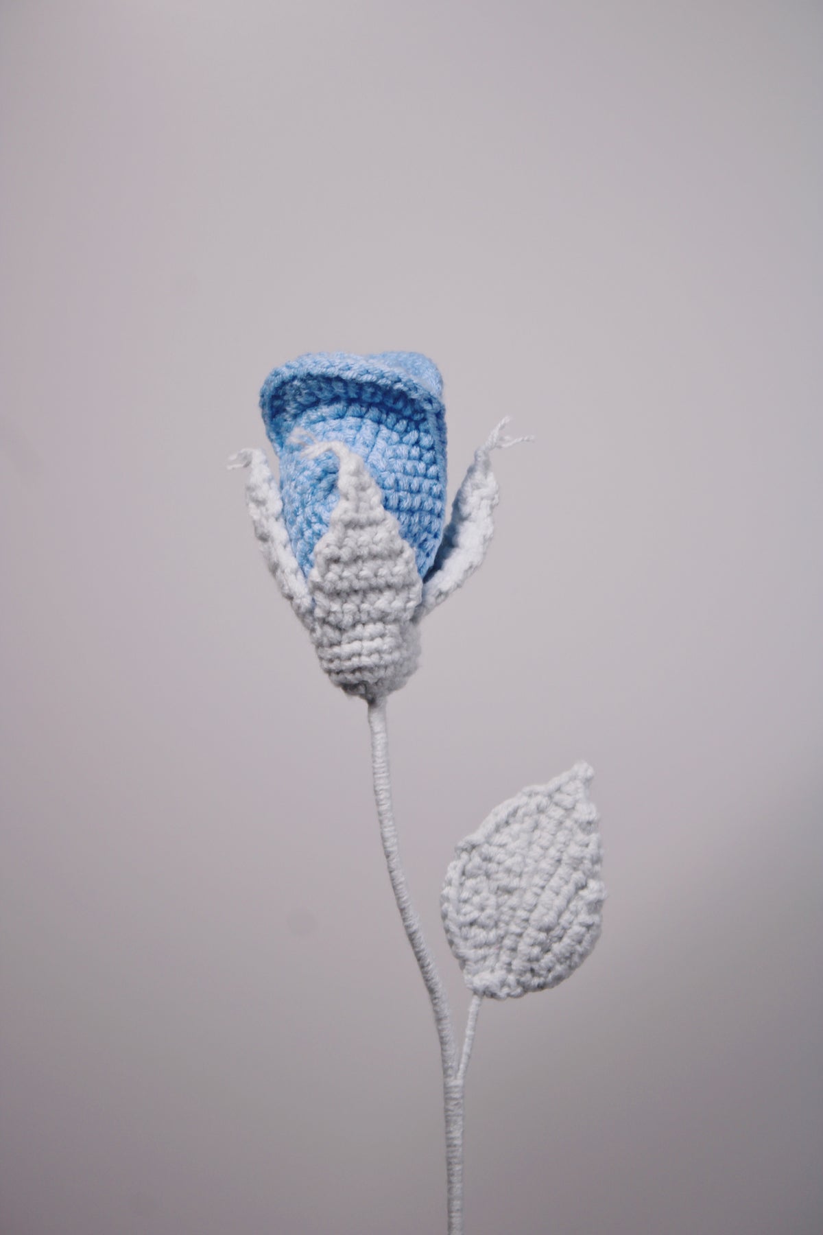 Miniature Rose | Blue Rose