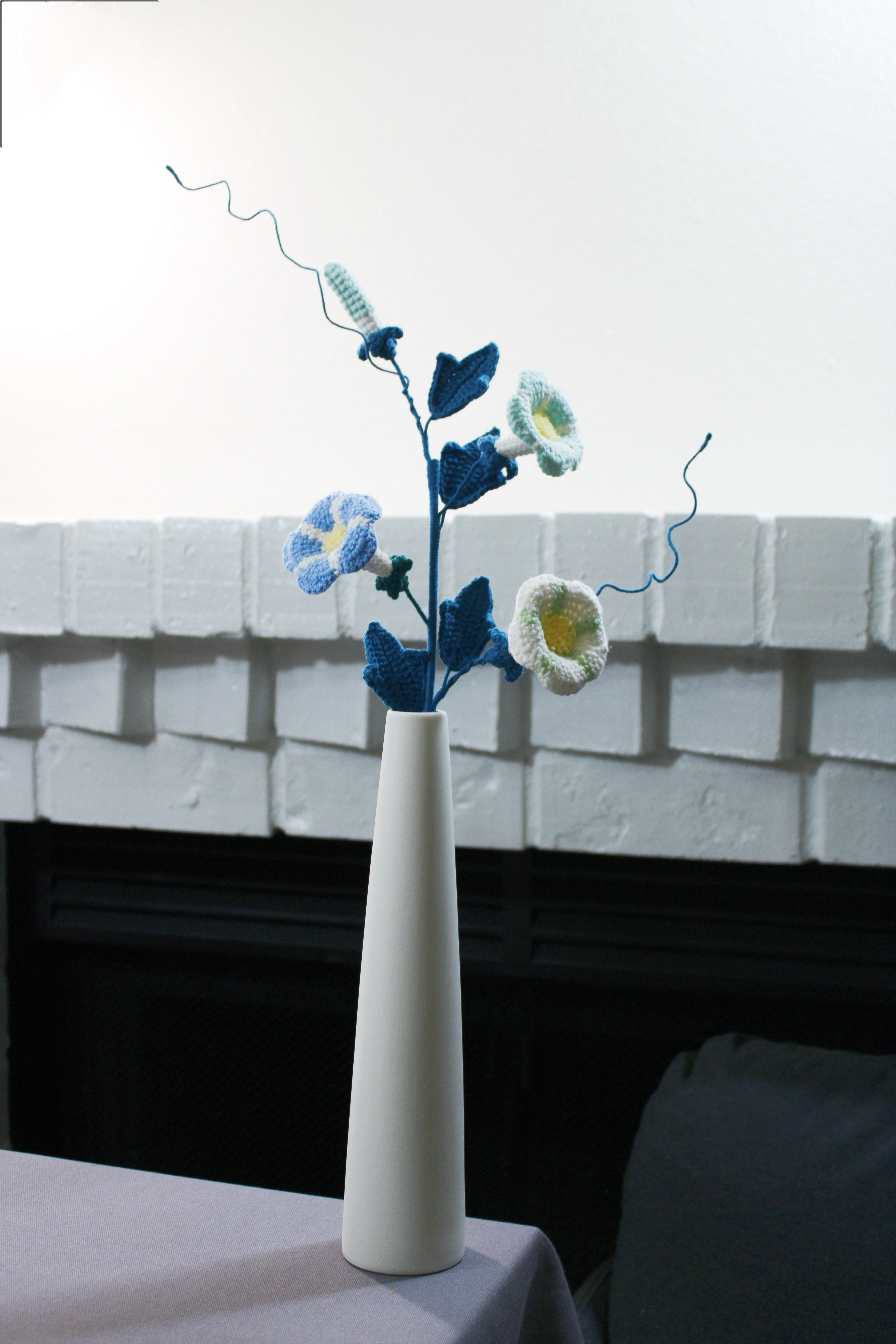 Convolvulus | Morning Glory