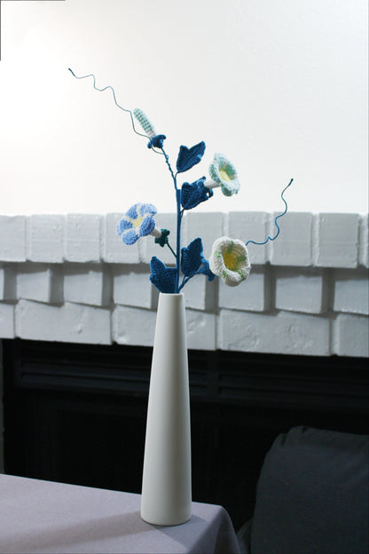 Convolvulus | Morning Glory