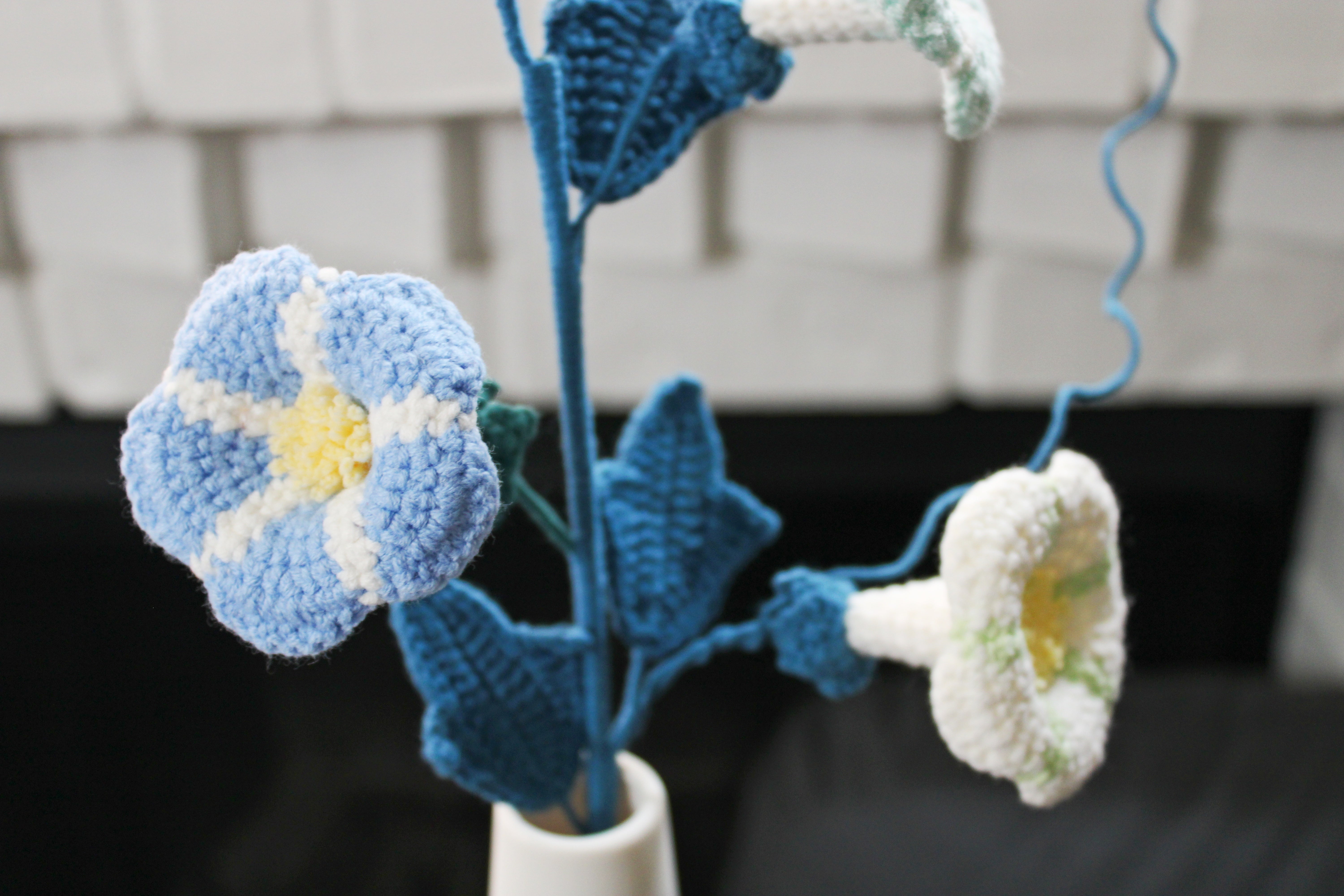 Convolvulus | Morning Glory