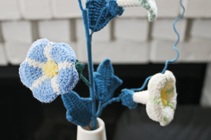 Convolvulus | Morning Glory