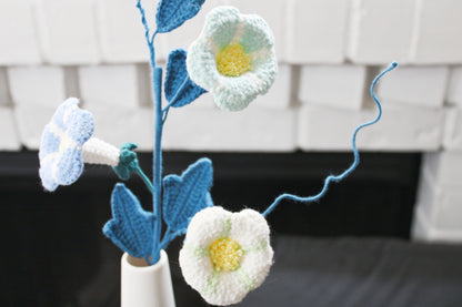 Convolvulus | Morning Glory